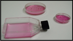 ДОКЛИНИЧЕСКИЕ ИСПЫТАНИЯ